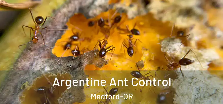  Argentine Ant Control Medford-OR