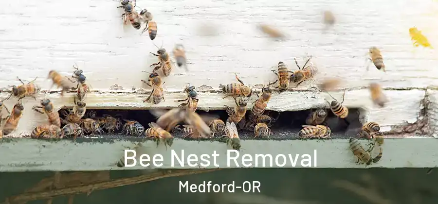 Bee Nest Removal Medford-OR