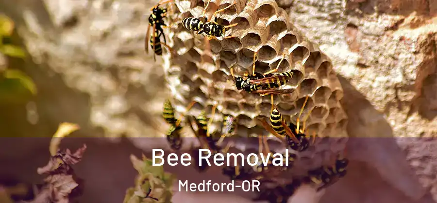 Bee Removal Medford-OR