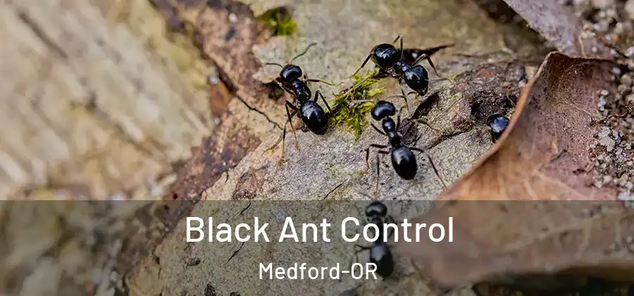 Black Ant Control Medford-OR