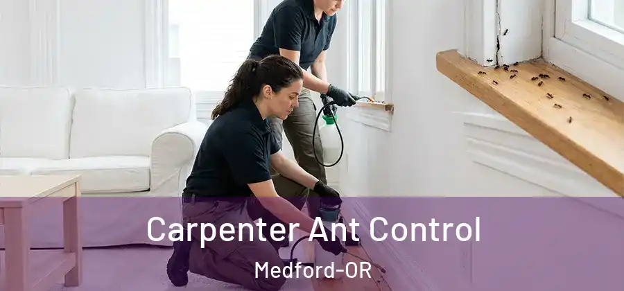 Carpenter Ant Control Medford-OR