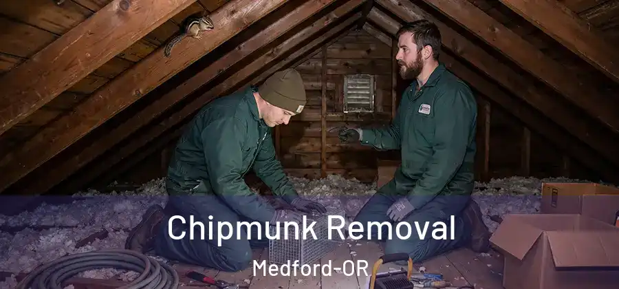 Chipmunk Removal Medford-OR