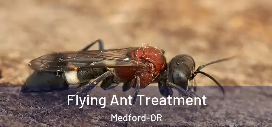 Flying Ant Treatment Medford-OR