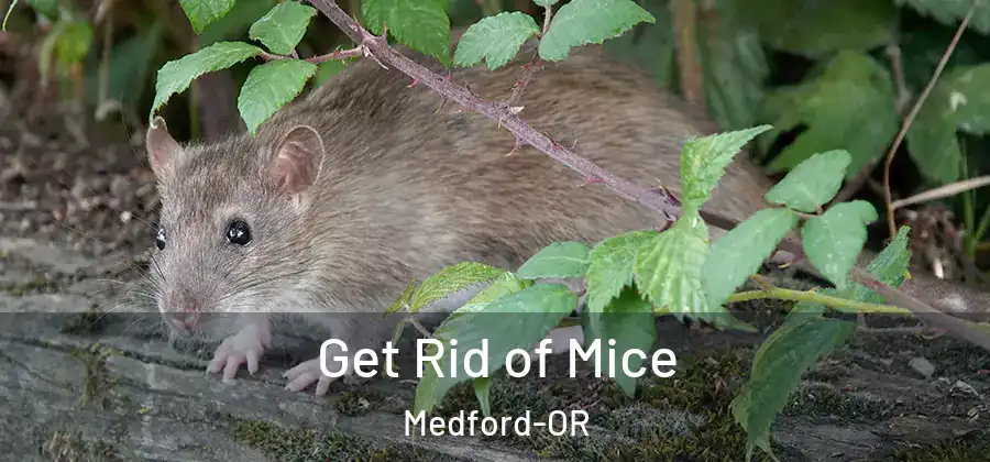 Get Rid of Mice Medford-OR