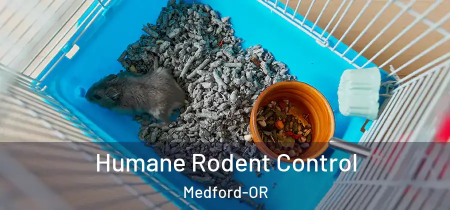 Humane Rodent Control Medford-OR
