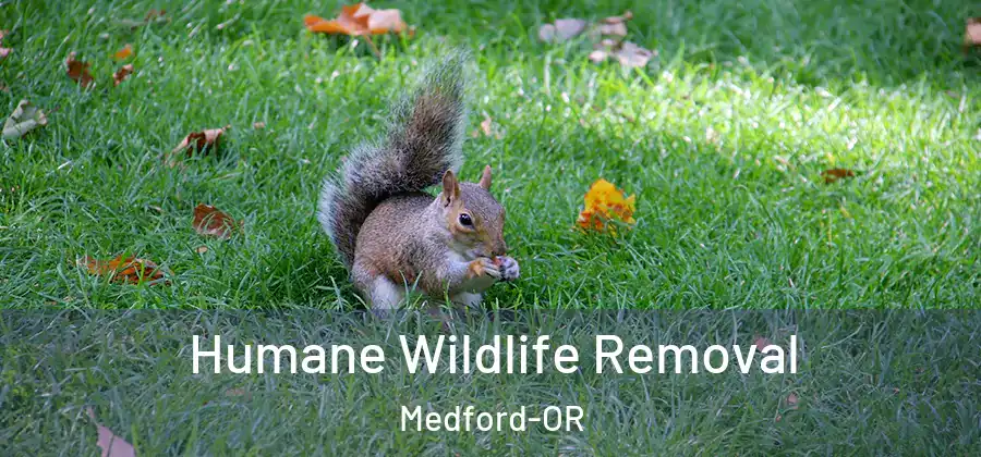 Humane Wildlife Removal Medford-OR