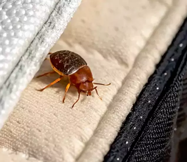 Trusted Bed Bug Prevention Specialists in Medford, OR