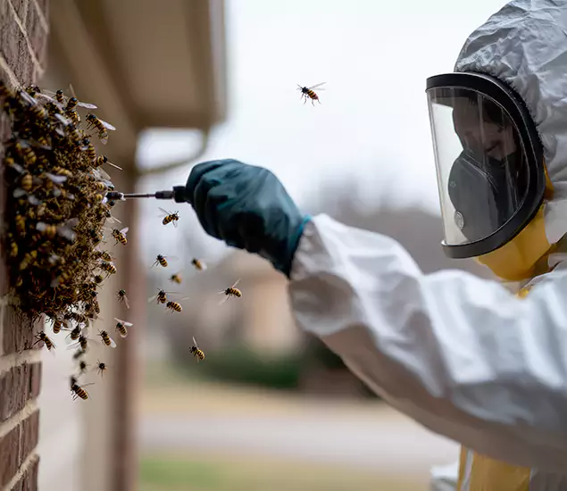 Your Bee Removal Company in Medford, OR