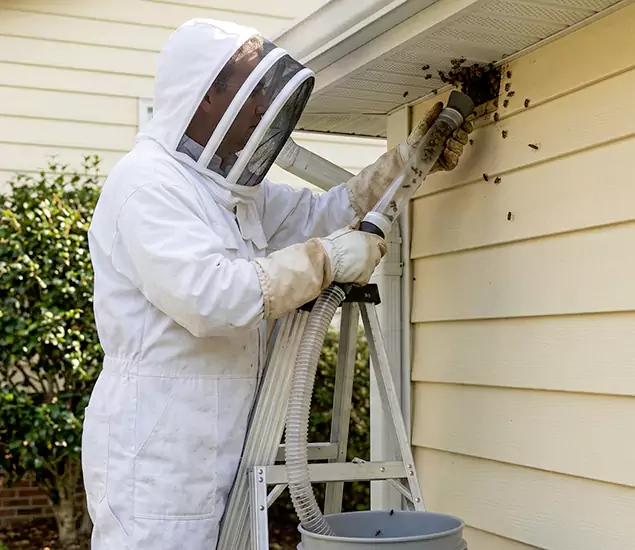 Your Affordable Bee Removal Company in Medford, OR