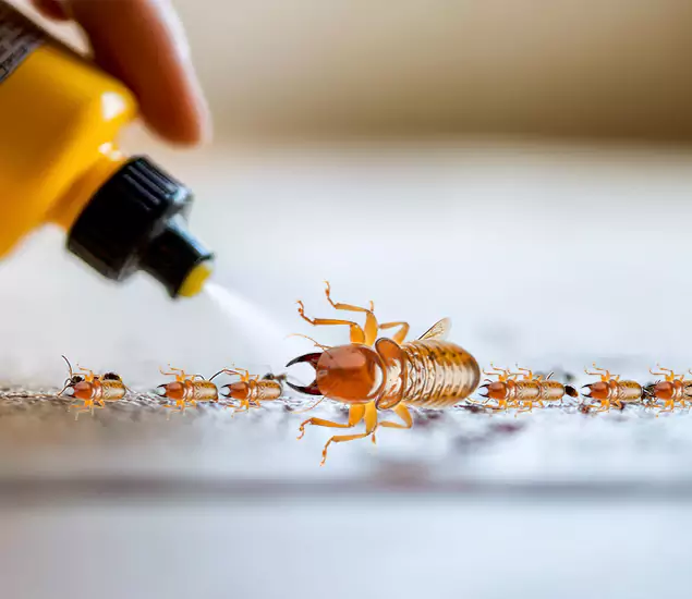 Reliable Bora Care Termite Experts in Medford, OR