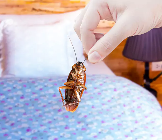 Expert Roach Control Services: Your Cockroach Pest Control in Medford, OR