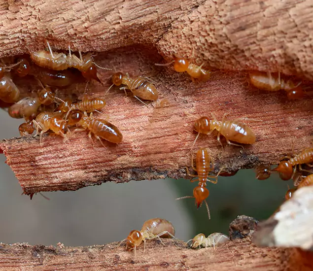 About Our Drywood Termite Treatment Experts in Medford, OR