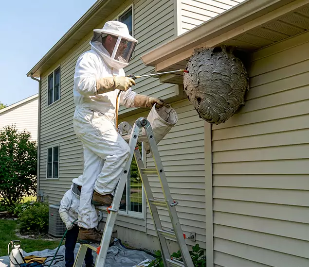 Expert Wasp Nest Removal: Your Local Wasp Nest Removal Company in Medford, OR