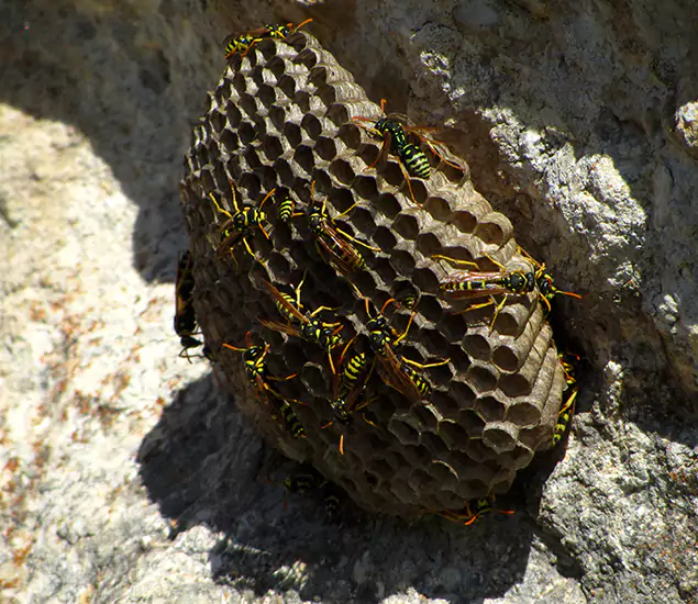 Your Local Hornet Removal Company in Medford, OR