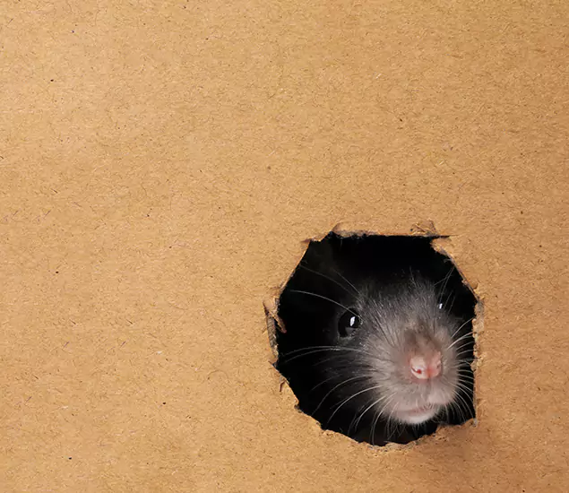 Rats in Attic Removal Experts in Medford, OR