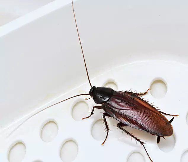 Trusted Cockroach Exterminator: Your Roach Control Services in Medford, OR