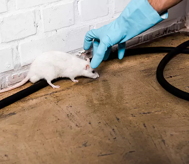 About Rodent Control Experts in Medford, OR