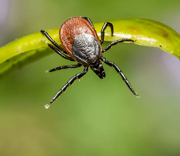 Your Trusted Tick Pest Control in Medford, OR
