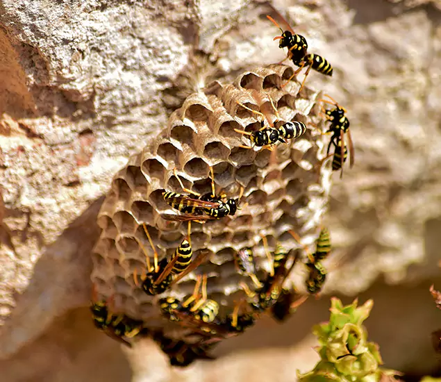 Your Best Wasp Removal Company in Medford, OR