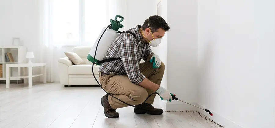 Seasonal Ant Infestation Control in Medford