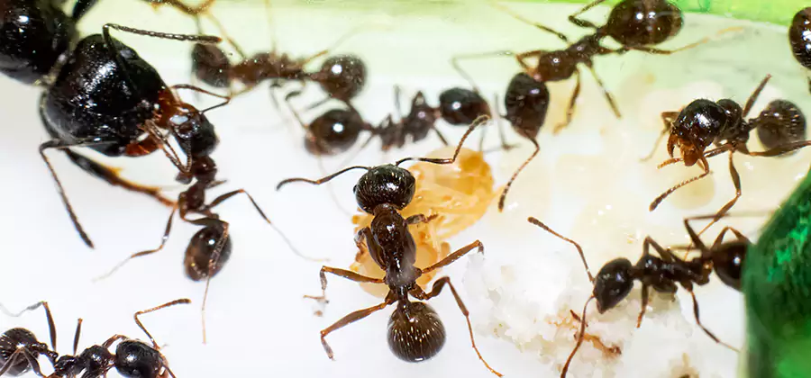 Argentine Ant Barrier Treatment in Medford
