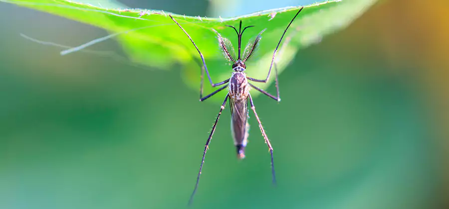 Natural Mosquito Spray for Yard in Medford
