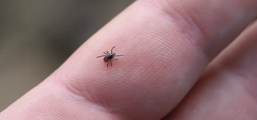 Infection Prevention for Bed Bug Bites in Medford