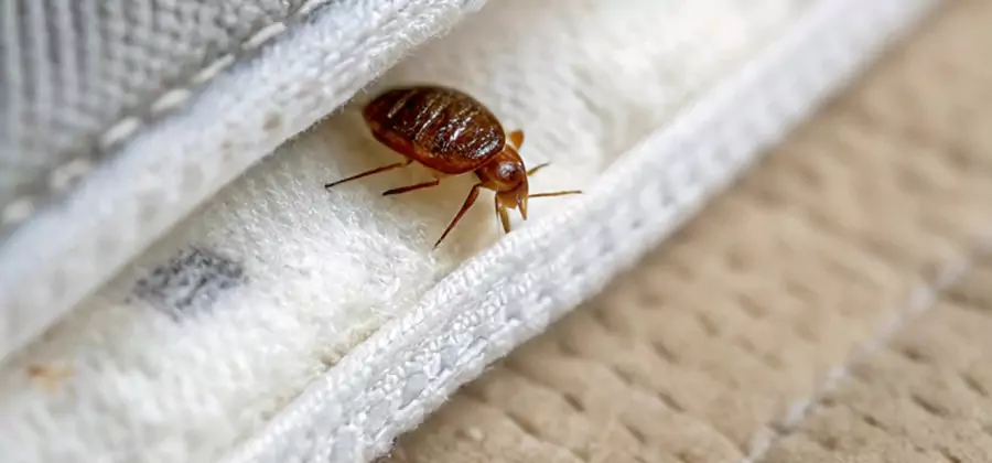 Tenting Bed Bug Fumigation in Medford