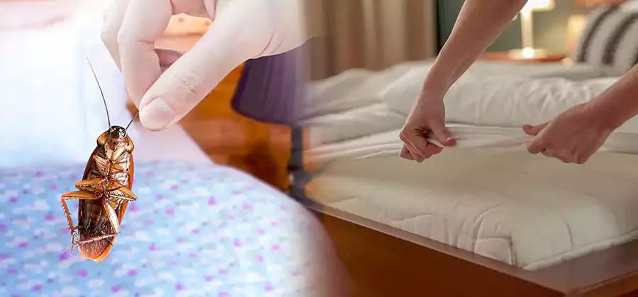 Bed Bug Home Extermination Service in Medford