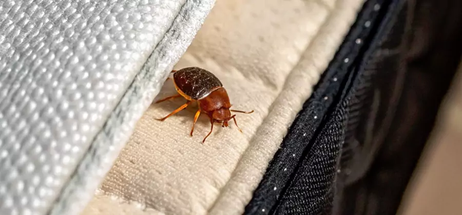 Commercial Bed Bug Control in Medford