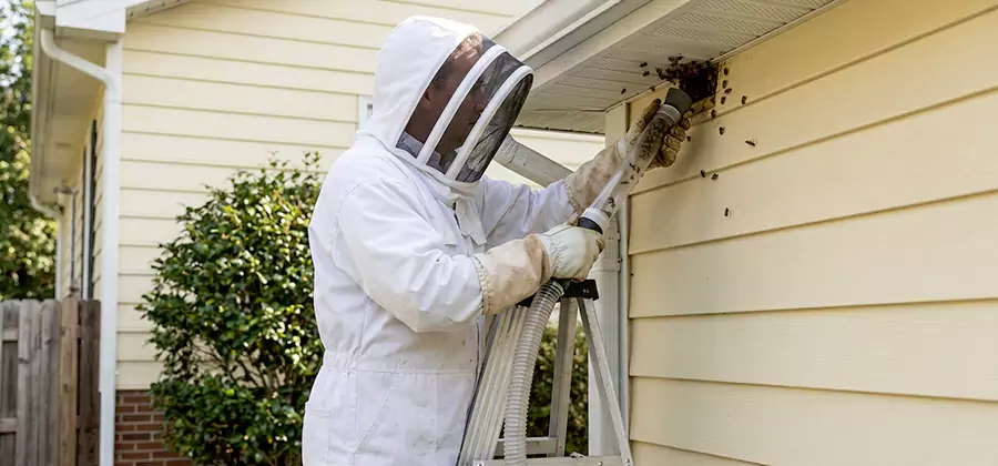 Ground Bee Removal in Medford