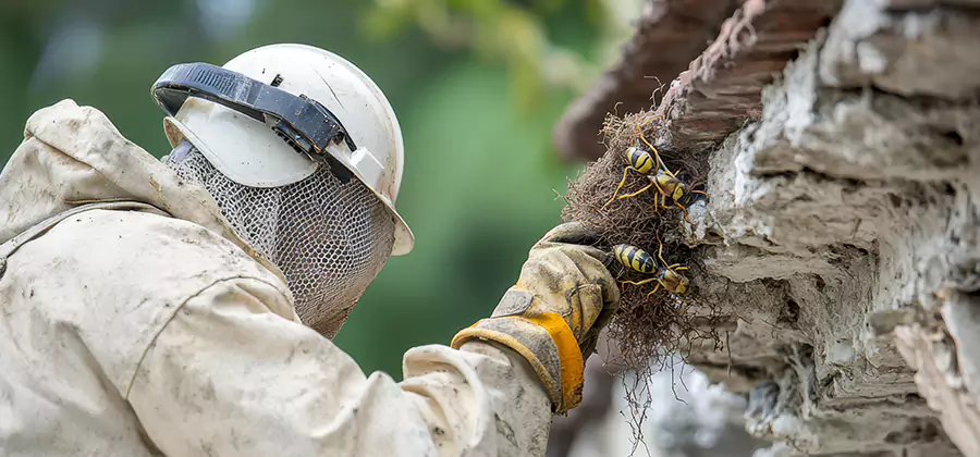 Bee and Wasp Hornet Removal in Medford