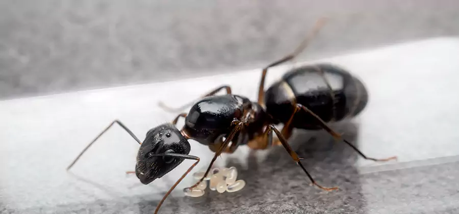 Black Ants in Kitchen Elimination in Medford
