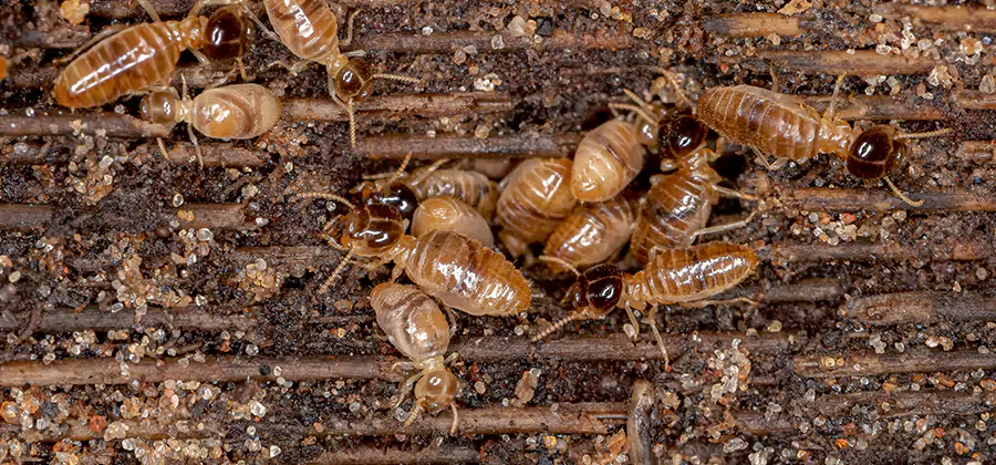 Bora Care Residential Termite Control in Medford