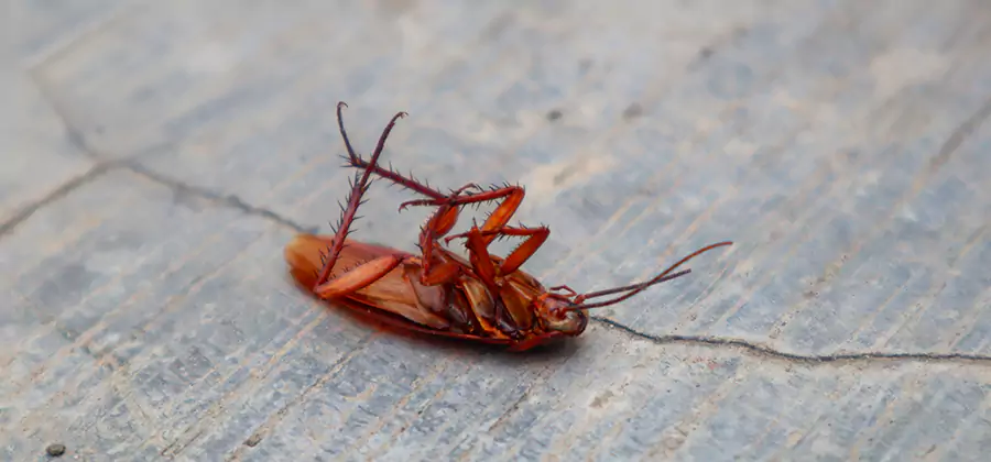 Cockroach Eradication for Commercial Properties in Medford