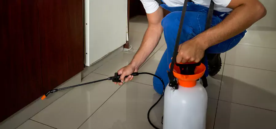 Palmetto Bug Exterminator in Medford