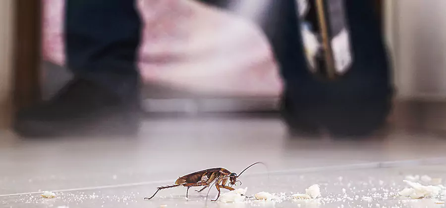 Roach House Treatment Medford