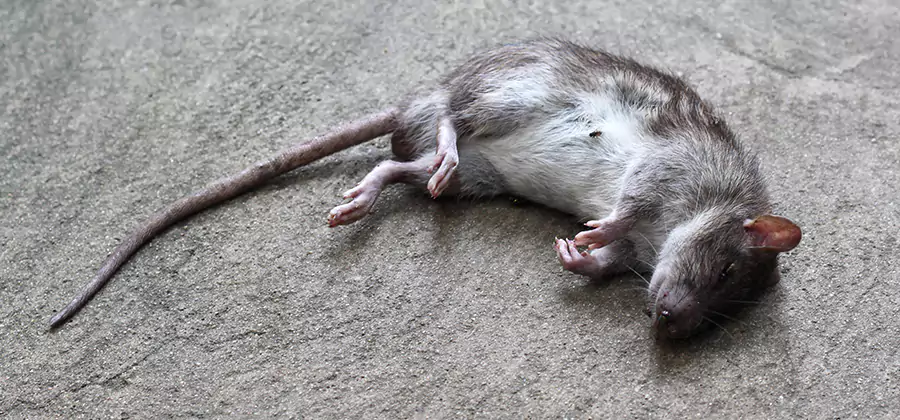 Dead Rat Disposal in Medford