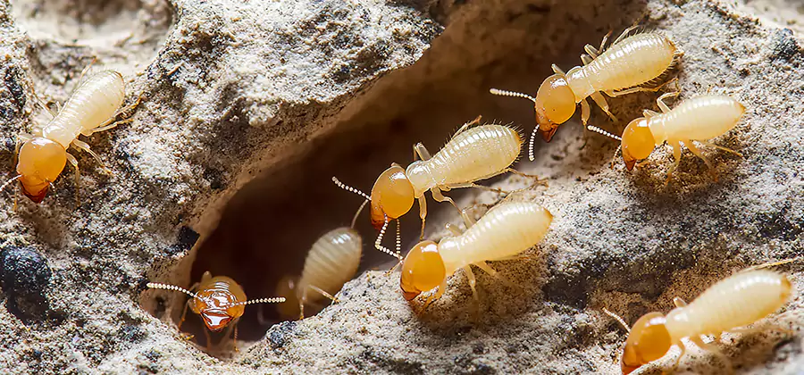 Termite Exterminator Services in Medford