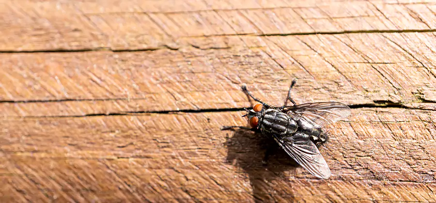Flying Ant Barrier Treatment in Medford