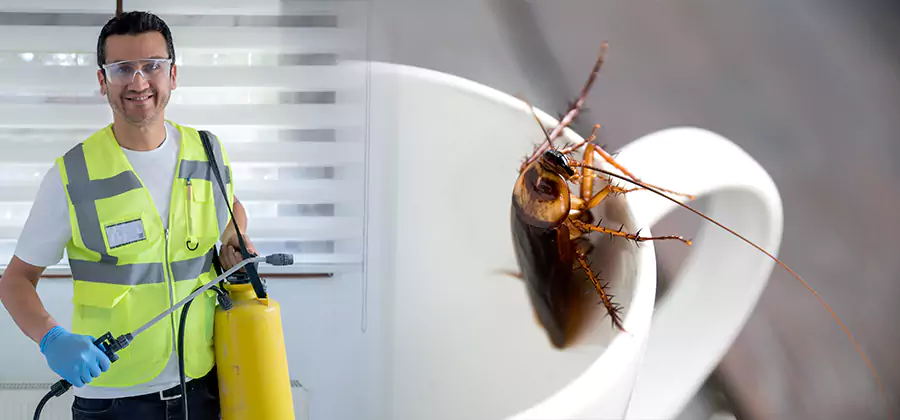 German Roach Infestation Treatment Medford