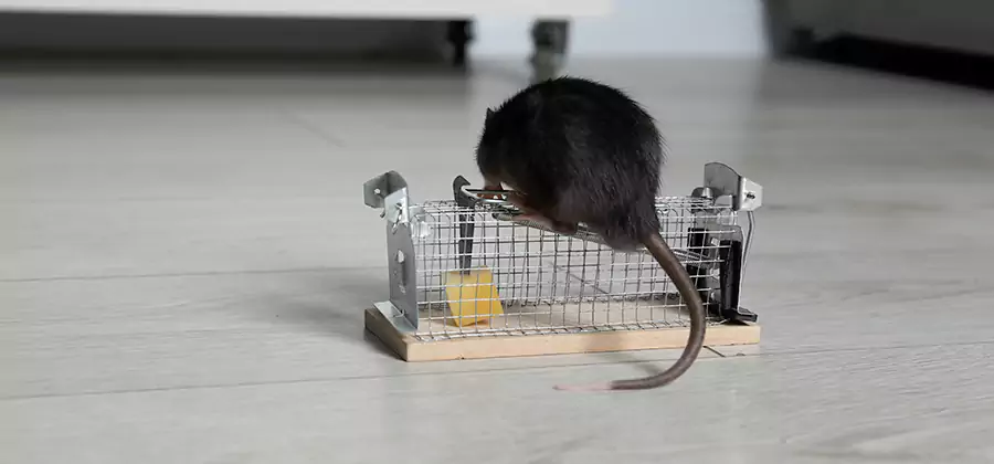 Mice in Attic Removal Medford