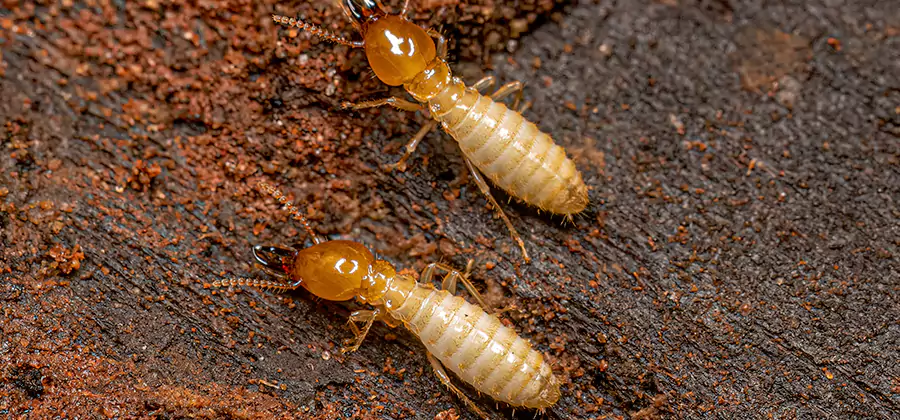 Structural Heat Termite Treatment in Medford