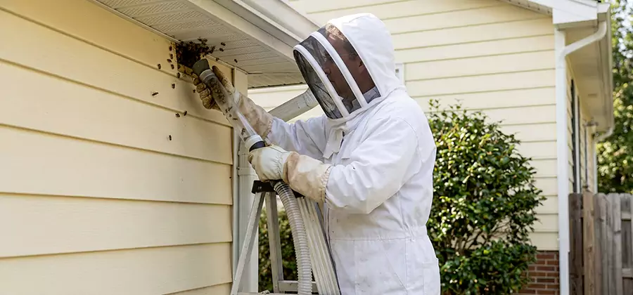 Wasp Nest in Wall Removal in Medford