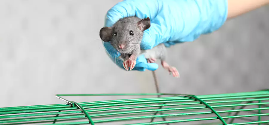 Humane Rat Trapping in Medford