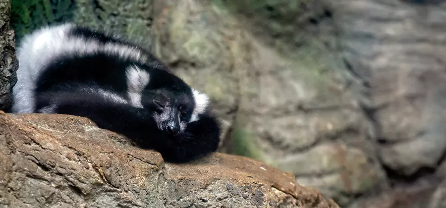 Humane Skunk Removal in Medford