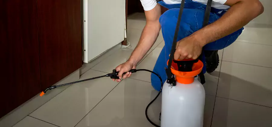 Indoor Insect Killer Solutions in Medford