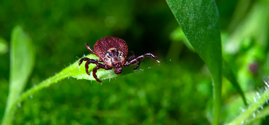Tick Prevention for Yard in Medford
