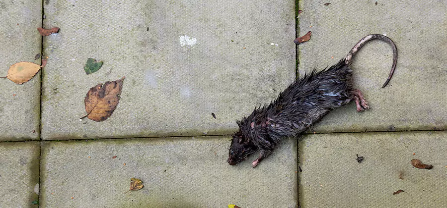 Mice in the Attic Removal in Medford