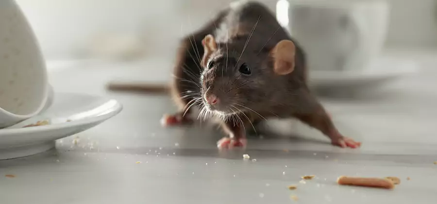 Rodent Feces Removal in Medford
